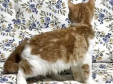 スコティッシュフォールド(立ち耳)【神奈川県・女の子・2025年7月21日・レッドタビーホワイト】の写真15