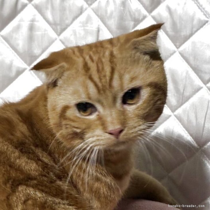 ブリーダー画像