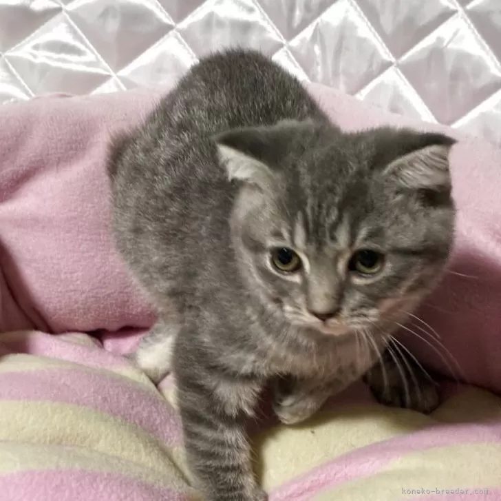 おらんうーたん 様のお迎えした子猫