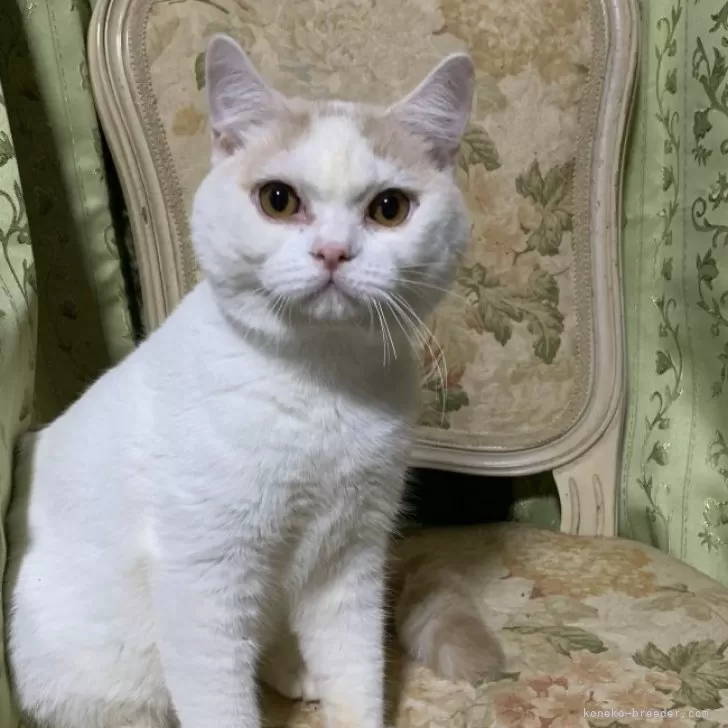 ID：2504-01089の子猫