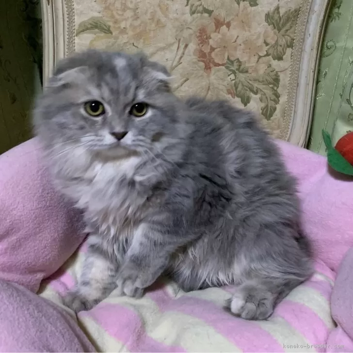 ID：2501-01305の子猫