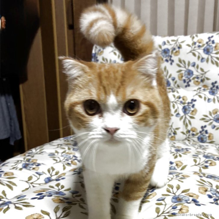 ブリーダー画像