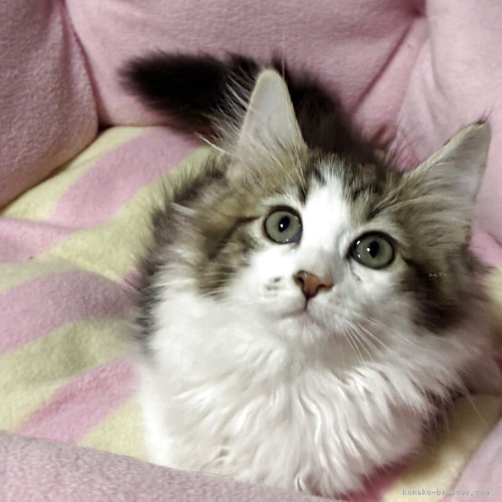 ブリーダー画像