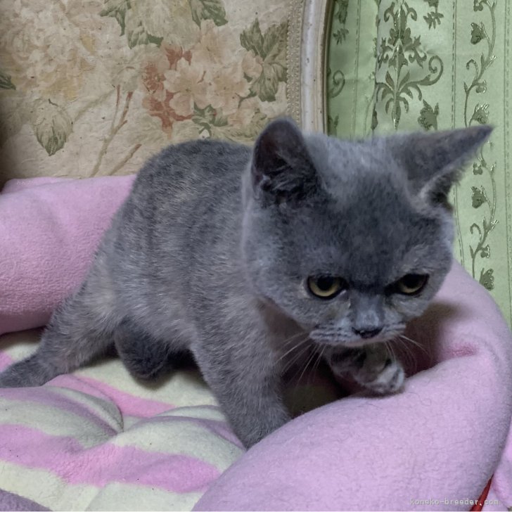 ブリーダー画像