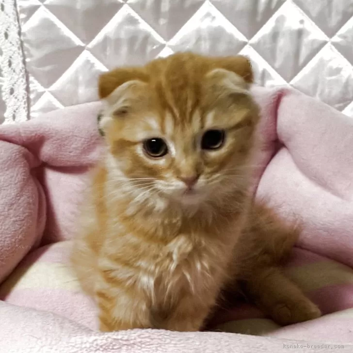 スコティッシュフォールド(折れ耳)【神奈川県・男の子・2025年7月6日・レッドタビー】の写真1