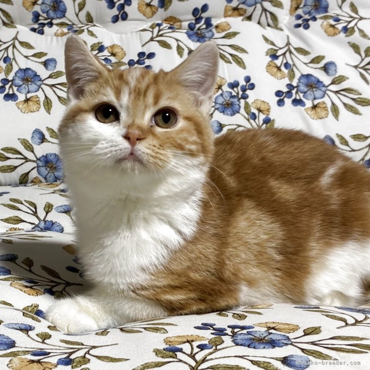 ブリーダー画像