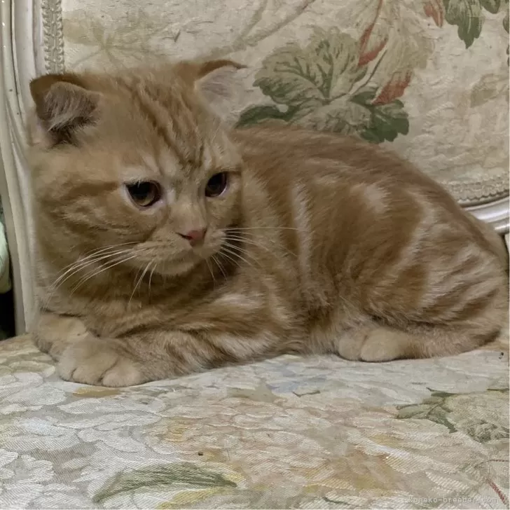 ID：2502-02113の子猫