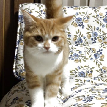 スコティッシュフォールド(立ち耳)【神奈川県・男の子・2025年7月6日・レッドタビーホワイト】の写真「なっこい♪可愛い男の子♪」