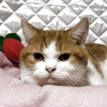 スコティッシュフォールド(立ち耳)【神奈川県・男の子・2024年9月9日・レッドホワイトタビー】の写真「ぶさ可愛い？男の子♪」