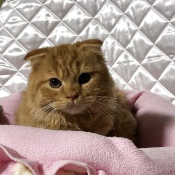 スコティッシュフォールド(折れ耳)【神奈川県・男の子・2025年3月16日・レッドタビー（ロングヘア）】の写真「可愛い♡可愛い　論くん♪」