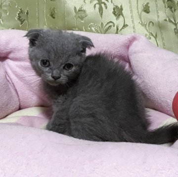 スコティッシュフォールド(折れ耳)【神奈川県・男の子・2025年5月5日・ブルー】の写真「可愛い♡可愛い男の子♪」