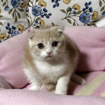 スコティッシュフォールド(立ち耳)【神奈川県・女の子・2025年8月8日・カメオタビーホワイト】の写真「可愛い♡可愛い女の子♪」
