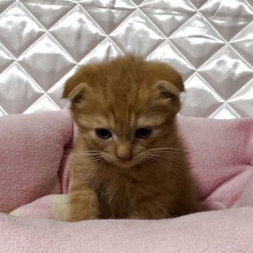 スコティッシュフォールド(折れ耳)【神奈川県・女の子・2025年5月13日・レッドタビー】の写真「おっとり♡可愛い女の子♪」