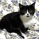 マンチカン(長足)