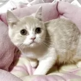 スコティッシュフォールド(立ち耳)
