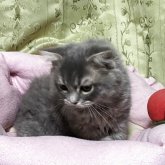 スコティッシュフォールド(折れ耳)