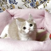 スコティッシュフォールド(立ち耳)