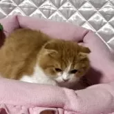 スコティッシュフォールド(折れ耳)