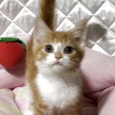 スコティッシュフォールド(立ち耳)