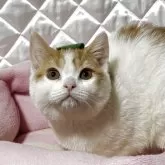 スコティッシュフォールド(立ち耳)