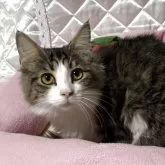 ノルウェージャンフォレストキャット