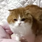 スコティッシュフォールド(折れ耳)