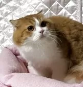 スコティッシュフォールド(折れ耳)【神奈川県・男の子・2025年3月15日・レッドタビーホワイト】の写真2