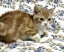 スコティッシュフォールド(立ち耳)【神奈川県・女の子・2025年7月21日・レッドタビーホワイト】の写真2