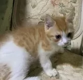 スコティッシュフォールド(立ち耳)【神奈川県・男の子・2024年12月1日・レッド・ルディ系】の写真2