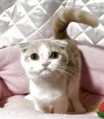 スコティッシュフォールド(折れ耳)【神奈川県・女の子・2025年5月5日・クリームホワイト】の写真2