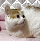 スコティッシュフォールド(立ち耳)【神奈川県・男の子・2025年6月1日・レッドホワイトバン】の写真2