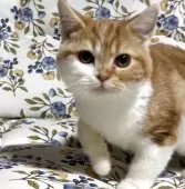 スコティッシュフォールド(立ち耳)【神奈川県・女の子・2025年7月21日・レッドタビーホワイト】の写真3