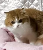 スコティッシュフォールド(折れ耳)【神奈川県・男の子・2025年3月15日・レッドタビーホワイト】の写真3