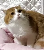 スコティッシュフォールド(折れ耳)【神奈川県・男の子・2025年3月15日・レッドタビーホワイト】の写真4