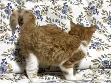 スコティッシュフォールド(折れ耳)【神奈川県・男の子・2025年7月6日・レッドタビー】の写真4