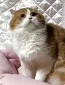 スコティッシュフォールド(折れ耳)【神奈川県・男の子・2025年3月15日・レッドタビーホワイト】の写真5