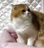 スコティッシュフォールド(折れ耳)【神奈川県・男の子・2025年3月15日・レッドタビーホワイト】の写真6