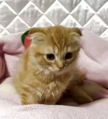 スコティッシュフォールド(折れ耳)【神奈川県・男の子・2025年7月6日・レッドタビー】の写真6