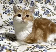 スコティッシュフォールド(立ち耳)【神奈川県・女の子・2025年7月21日・レッドタビーホワイト】の写真6