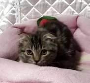 スコティッシュフォールド(折れ耳)【神奈川県・男の子・2025年5月29日・ブラウンタビー】の写真6