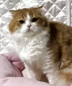 スコティッシュフォールド(折れ耳)【神奈川県・男の子・2025年3月15日・レッドタビーホワイト】の写真7