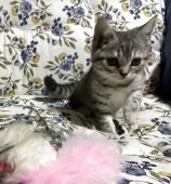 ブリティッシュショートヘア【神奈川県・女の子・2025年10月16日・ブルータビー】の写真7