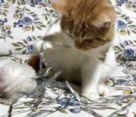 スコティッシュフォールド(立ち耳)【神奈川県・女の子・2025年7月21日・レッドタビーホワイト】の写真7