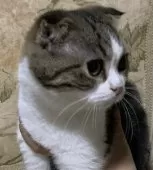 スコティッシュフォールド(折れ耳)【神奈川県・男の子・2024年4月7日・ブラウンタビーホワイト】の写真7