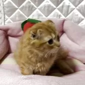 スコティッシュフォールド(折れ耳)【神奈川県・男の子・2025年7月6日・レッドタビー】の写真8