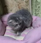 スコティッシュフォールド(折れ耳)【神奈川県・女の子・2024年10月16日・ブルーパッチ】の写真8