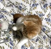 スコティッシュフォールド(立ち耳)【神奈川県・女の子・2025年7月21日・レッドタビーホワイト】の写真8