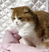 スコティッシュフォールド(折れ耳)【神奈川県・男の子・2025年3月15日・レッドタビーホワイト】の写真8