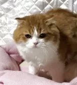 スコティッシュフォールド(折れ耳)【神奈川県・男の子・2025年3月15日・レッドタビーホワイト】の写真9