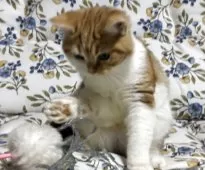 スコティッシュフォールド(立ち耳)【神奈川県・女の子・2025年7月21日・レッドタビーホワイト】の写真9